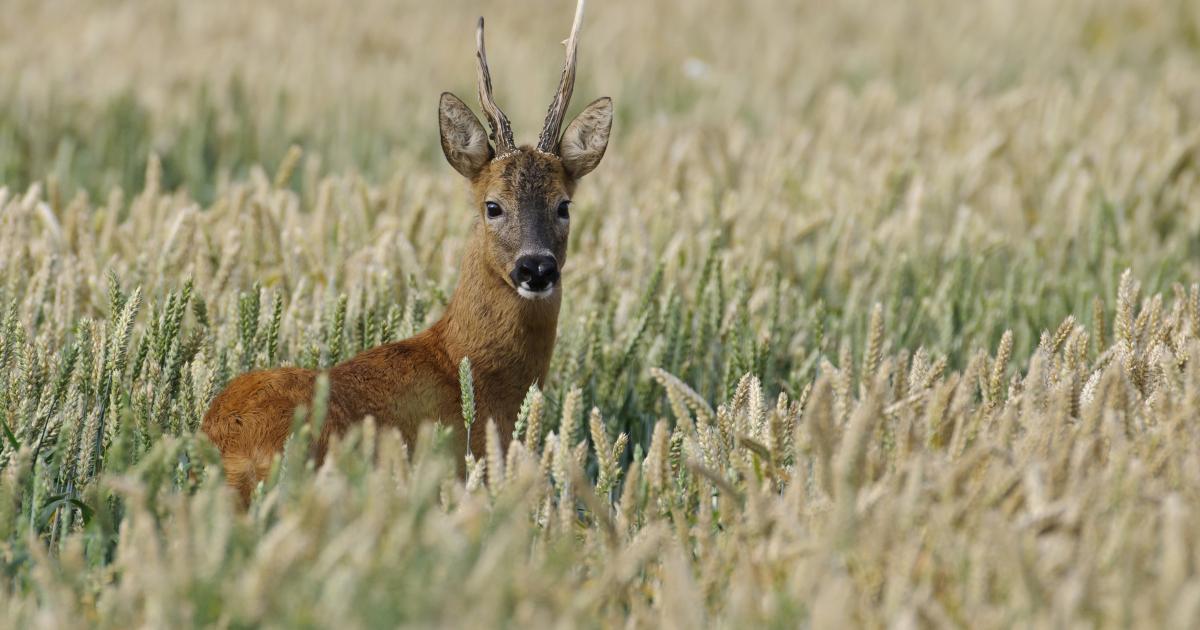 How Much Does a Roe Deer Weigh? Comprehensive Facts & Averages